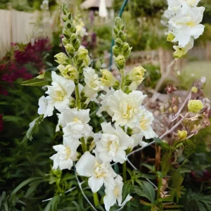 Ivory Snapdragon Seeds - Cold Resistant Flower Seeds - Attracts Pollinators - 30 Seeds - Image 3
