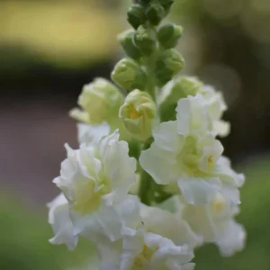 Ivory Snapdragon Seeds - Cold Resistant Flower Seeds - Attracts Pollinators - 30 Seeds - Image 4