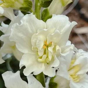 Ivory Snapdragon Seeds - Cold Resistant Flower Seeds - Attracts Pollinators - 30 Seeds - Image 5