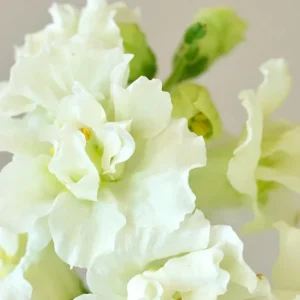 Ivory Snapdragon Seeds - Cold Resistant Flower Seeds - Attracts Pollinators - 30 Seeds - Image 6