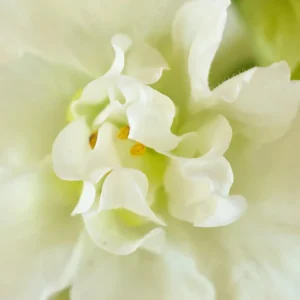 Ivory Snapdragon Seeds - Cold Resistant Flower Seeds - Attracts Pollinators - 30 Seeds - Image 7