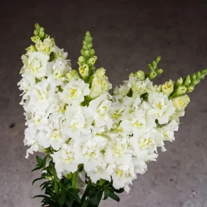 Ivory Snapdragon Seeds - Cold Resistant Flower Seeds - Attracts Pollinators - 30 Seeds - Image 8