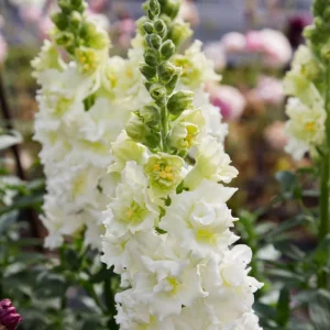Ivory Snapdragon Seeds - Cold Resistant Flower Seeds - Attracts Pollinators - 30 Seeds - Image 9
