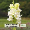 Ivory Snapdragon Seeds - Cold Resistant Flower Seeds - Attracts Pollinators - 30 Seeds - Image 1