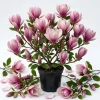 Jane Magnolia Shrub Tree 12-18" Tall – Live Plant – Fragrant Pink Purple Blooms – Outdoor - Image 1