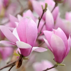 Jane Magnolia Shrub Tree 12-18" Tall – Live Plant – Fragrant Pink Purple Blooms – Outdoor - Image 2