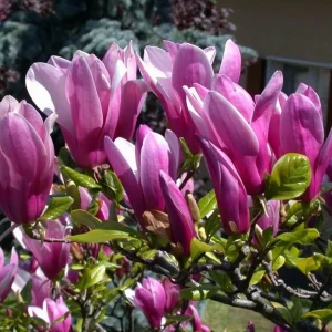 Jane Magnolia Shrub Tree 12-18" Tall – Live Plant – Fragrant Pink Purple Blooms – Outdoor - Image 4