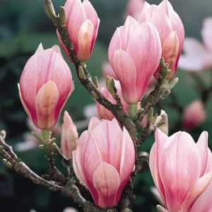 Jane Magnolia Shrub Tree 12-18" Tall – Live Plant – Fragrant Pink Purple Blooms – Outdoor - Image 5