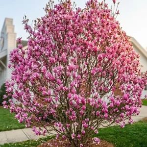 Jane Magnolia Shrub Tree Live Plant 5-14" Tall – Fragrant Purple-Pink Blooms – Outdoor - Image 4