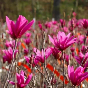 Jane Magnolia Tree Live Plant - Purple Pink Flowers Shrub, 6-12" Tall, 2.5" Pot - Image 3