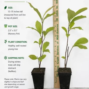 Jane Magnolia Tree Live Plant - Purple Pink Flowers Shrub, 6-12" Tall, 2.5" Pot - Image 5
