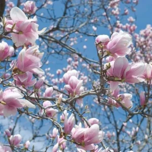 Jane Magnolia Tree Live Plant - Purple Pink Flowers Shrub, 6-12" Tall, 2.5" Pot - Image 6