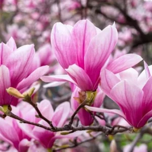 Jane Magnolia Tree Live Plant - Purple Pink Flowers Shrub, 6-12" Tall, 2.5" Pot - Image 7