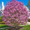 Jane Magnolia Tree Live Plant - Purple Pink Flowers - 1-2 ft Tall Shrub in Gallon Pot - Image 1