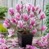 Jane Magnolia Tree Live Plant - Purple Pink Flowers Shrub, 6-12" Tall, 2.5" Pot - Image 1