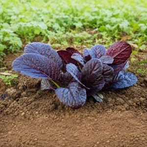 Japanese Giant Garnet Mustard Seeds - 20 Seeds - Deep Purple Asian Greens - Cold Hardy Vegetable - Image 10