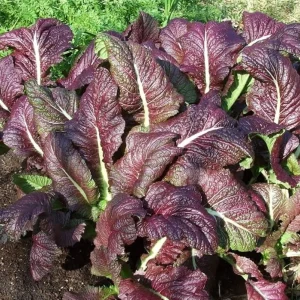Japanese Giant Garnet Mustard Seeds - 20 Seeds - Deep Purple Asian Greens - Cold Hardy Vegetable - Image 2