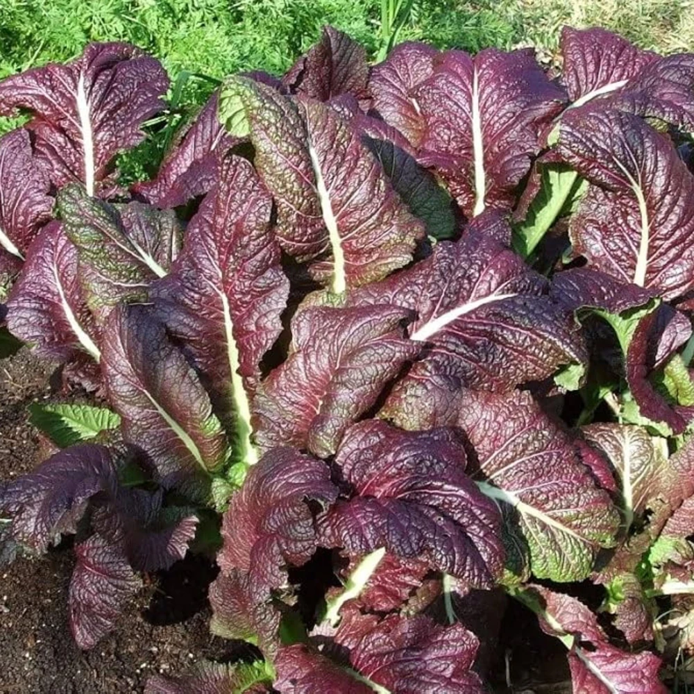 Japanese Giant Garnet Mustard Seeds - 20 Seeds - Deep Purple Asian Greens - Cold Hardy Vegetable - Image 2