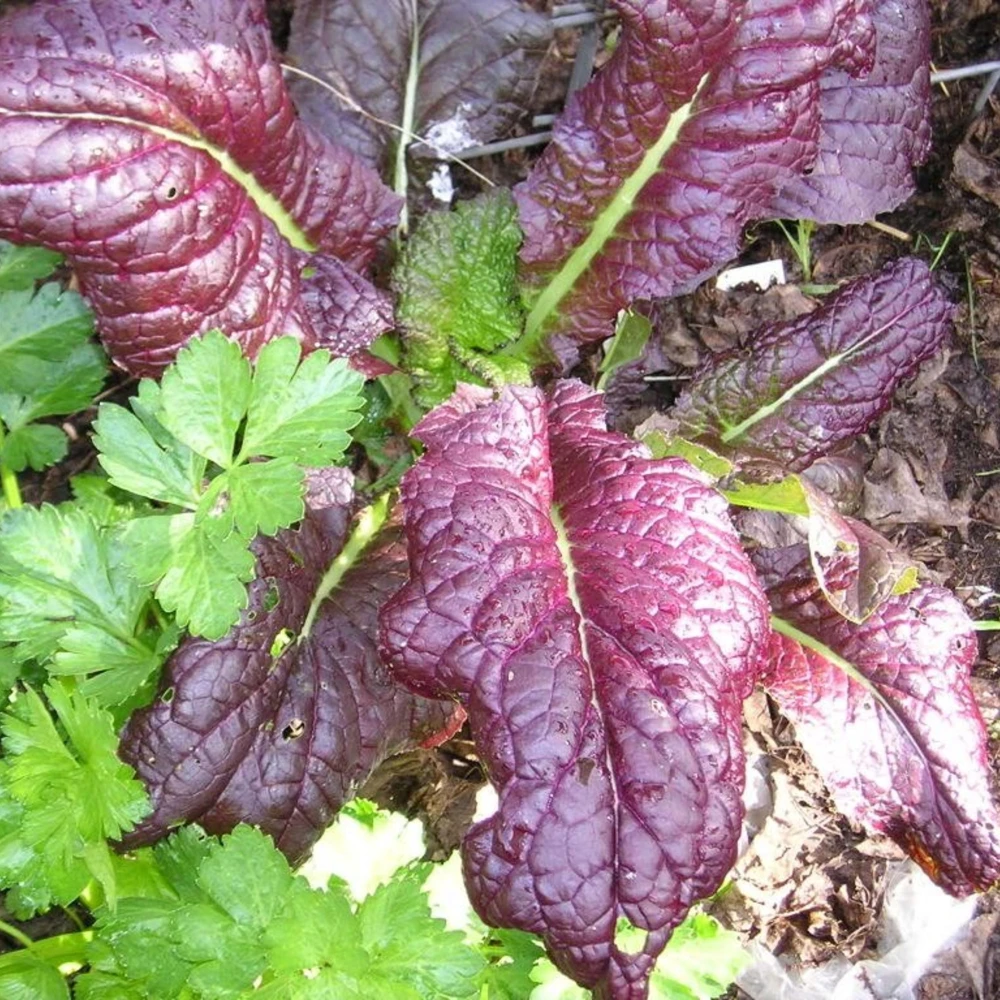 Japanese Giant Garnet Mustard Seeds - 20 Seeds - Deep Purple Asian Greens - Cold Hardy Vegetable - Image 3