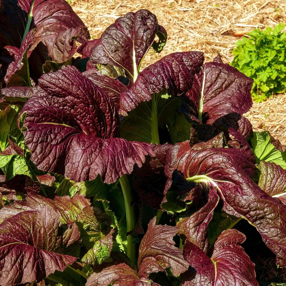 Japanese Giant Garnet Mustard Seeds - 20 Seeds - Deep Purple Asian Greens - Cold Hardy Vegetable - Image 4