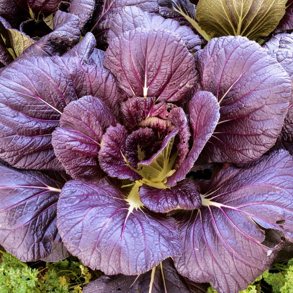 Japanese Giant Garnet Mustard Seeds - 20 Seeds - Deep Purple Asian Greens - Cold Hardy Vegetable - Image 6