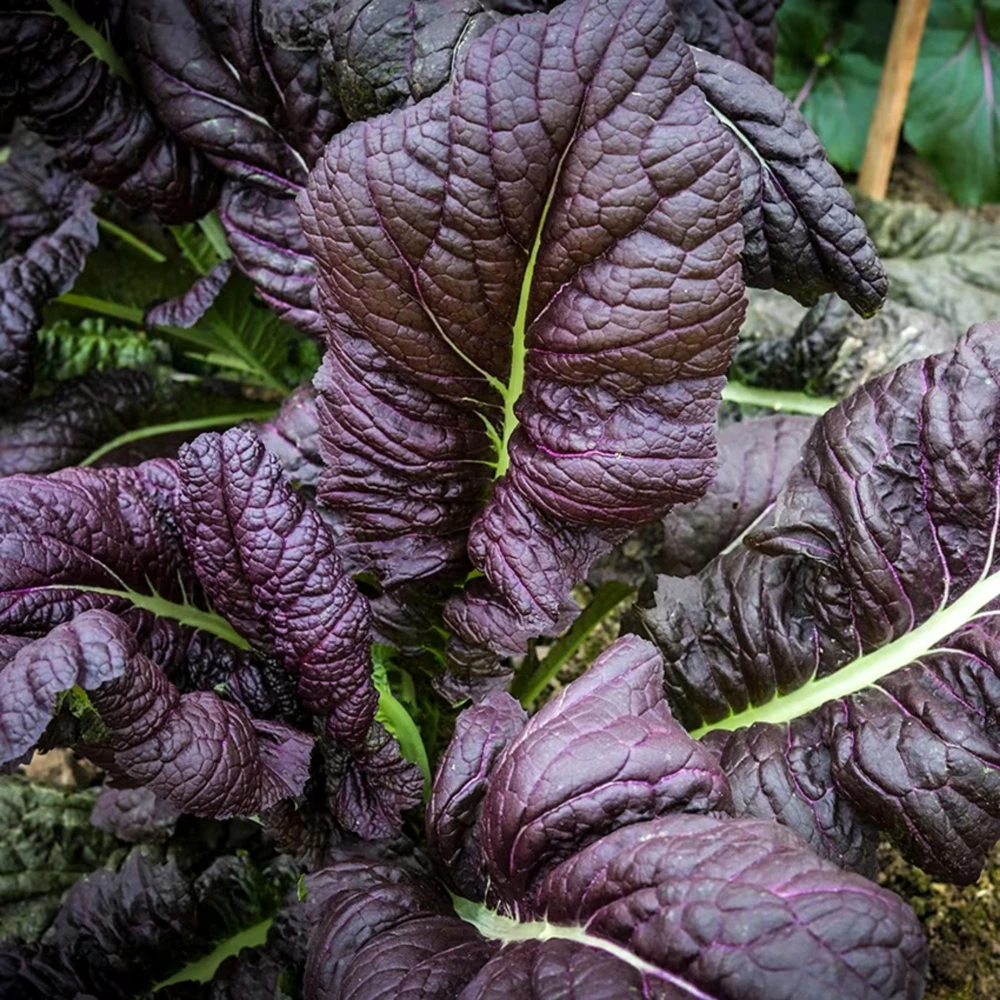Japanese Giant Garnet Mustard Seeds - 20 Seeds - Deep Purple Asian Greens - Cold Hardy Vegetable - Image 7