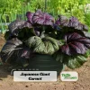 Japanese Giant Garnet Mustard Seeds - 20 Seeds - Deep Purple Asian Greens - Cold Hardy Vegetable - Image 1