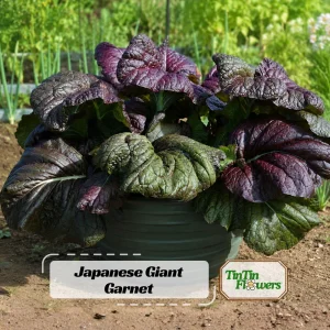 Japanese Giant Garnet Mustard Seeds - 20 Seeds - Deep Purple Asian Greens - Cold Hardy Vegetable - Image 1