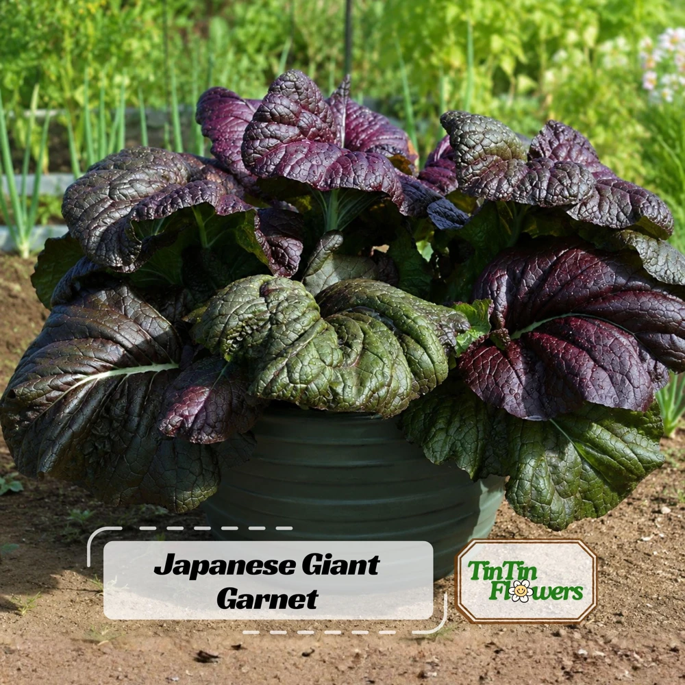 Japanese Giant Garnet Mustard Seeds - 20 Seeds - Deep Purple Asian Greens - Cold Hardy Vegetable - Image 1