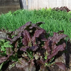 Japanese Giant Garnet Mustard Seeds - 20 Seeds - Deep Purple Asian Greens - Cold Hardy Vegetable - Image 8