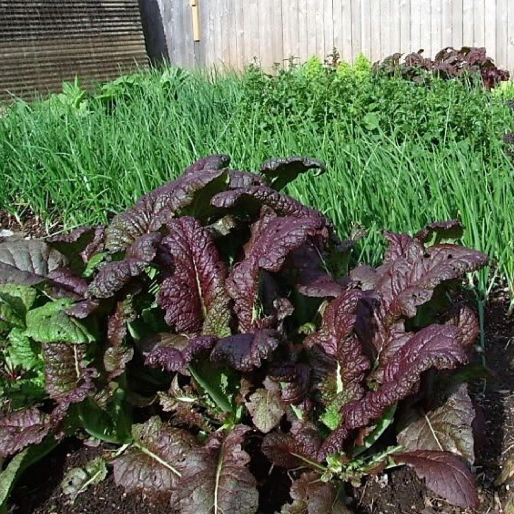 Japanese Giant Garnet Mustard Seeds - 20 Seeds - Deep Purple Asian Greens - Cold Hardy Vegetable - Image 8