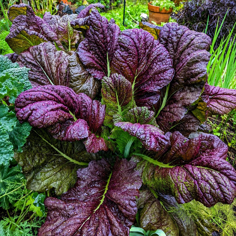 Japanese Giant Garnet Mustard Seeds - 20 Seeds - Deep Purple Asian Greens - Cold Hardy Vegetable - Image 9