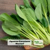 Japanese Komatsuna Seeds - Mustard Spinach - 5 Seeds - Easy Grow Asian Leafy Vegetable - Image 1