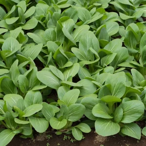 Japanese Komatsuna Seeds - Mustard Spinach - 5 Seeds - Easy Grow Asian Leafy Vegetable - Image 11