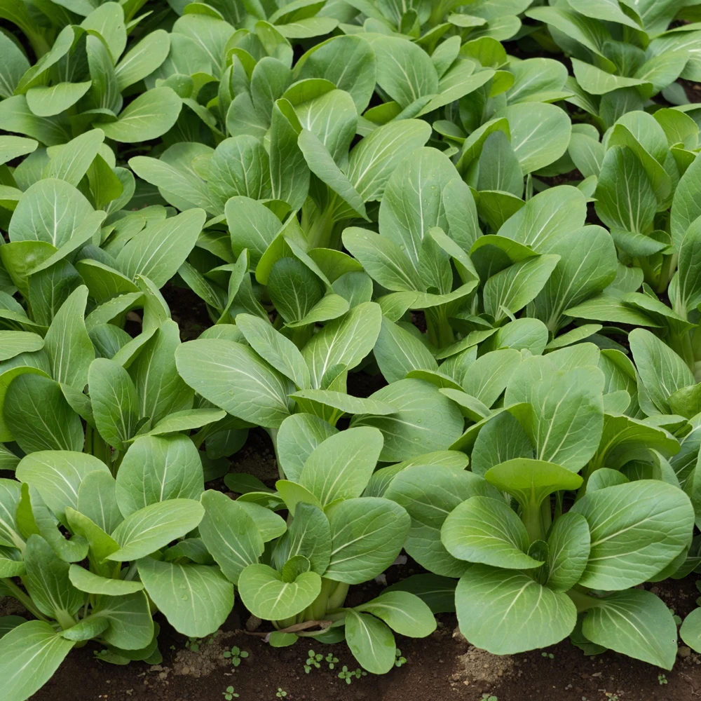 Japanese Komatsuna Seeds - Mustard Spinach - 5 Seeds - Easy Grow Asian Leafy Vegetable - Image 11