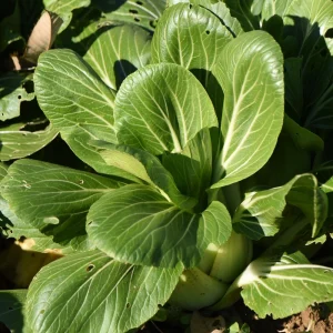 Japanese Komatsuna Seeds - Mustard Spinach - 5 Seeds - Easy Grow Asian Leafy Vegetable - Image 4
