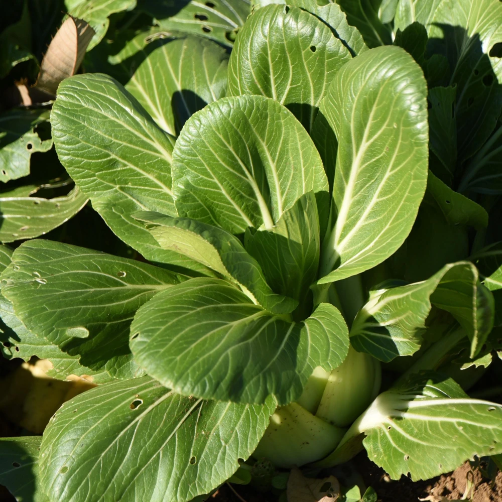 Japanese Komatsuna Seeds - Mustard Spinach - 5 Seeds - Easy Grow Asian Leafy Vegetable - Image 4