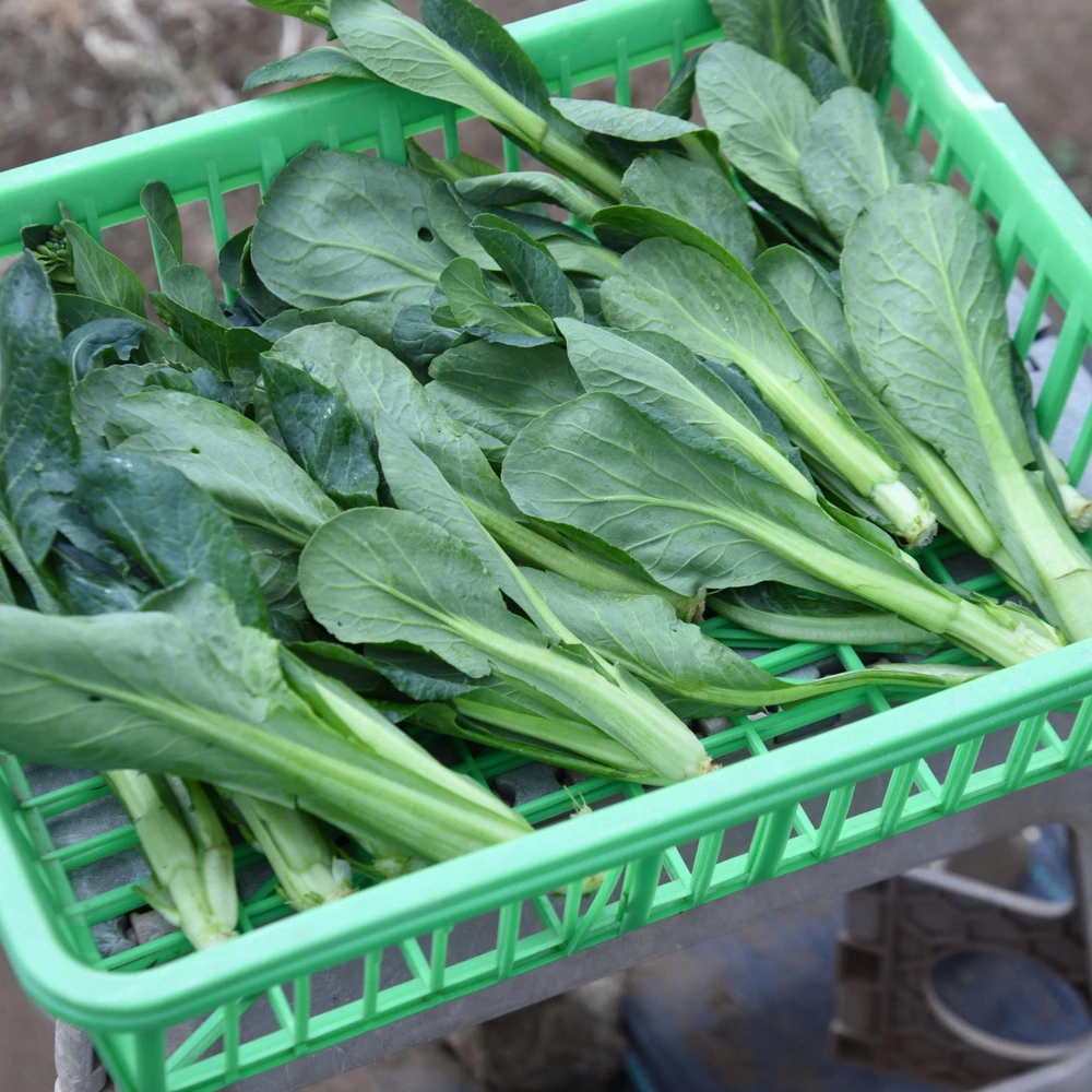 Japanese Komatsuna Seeds - Mustard Spinach - 5 Seeds - Easy Grow Asian Leafy Vegetable - Image 5