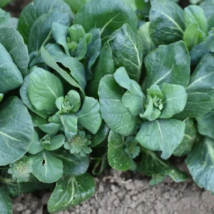 Japanese Komatsuna Seeds - Mustard Spinach - 5 Seeds - Easy Grow Asian Leafy Vegetable - Image 6