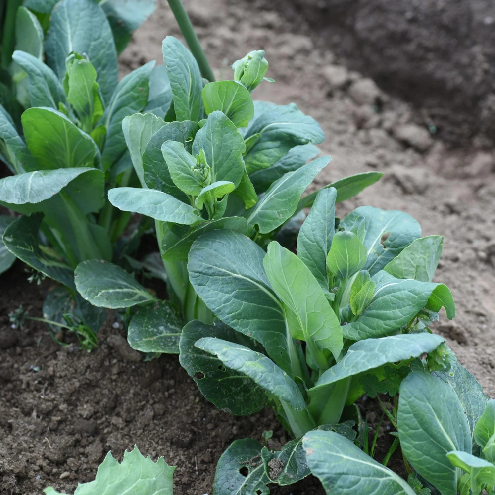 Japanese Komatsuna Seeds - Mustard Spinach - 5 Seeds - Easy Grow Asian Leafy Vegetable - Image 7