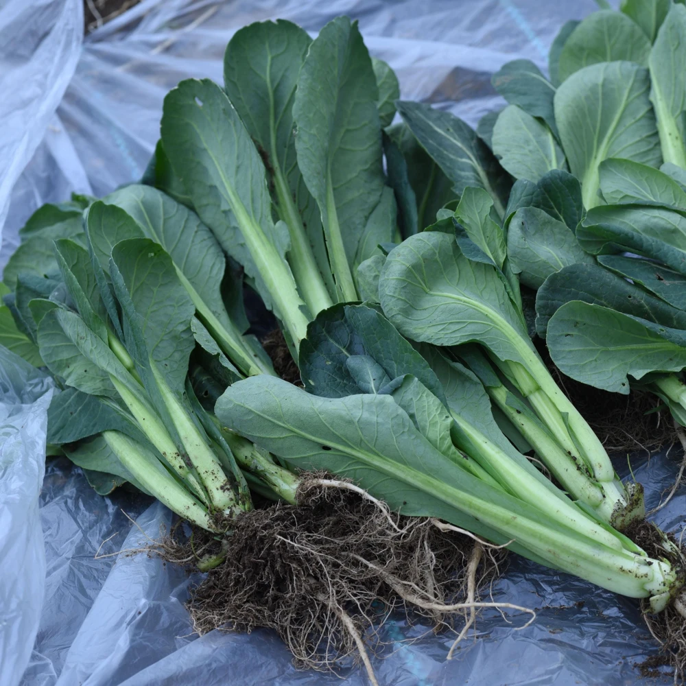 Japanese Komatsuna Seeds - Mustard Spinach - 5 Seeds - Easy Grow Asian Leafy Vegetable - Image 8
