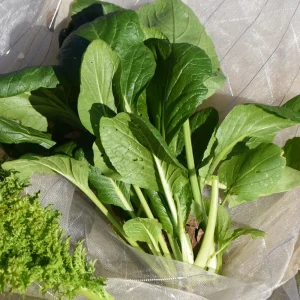 Japanese Komatsuna Seeds - Mustard Spinach - 5 Seeds - Easy Grow Asian Leafy Vegetable - Image 9