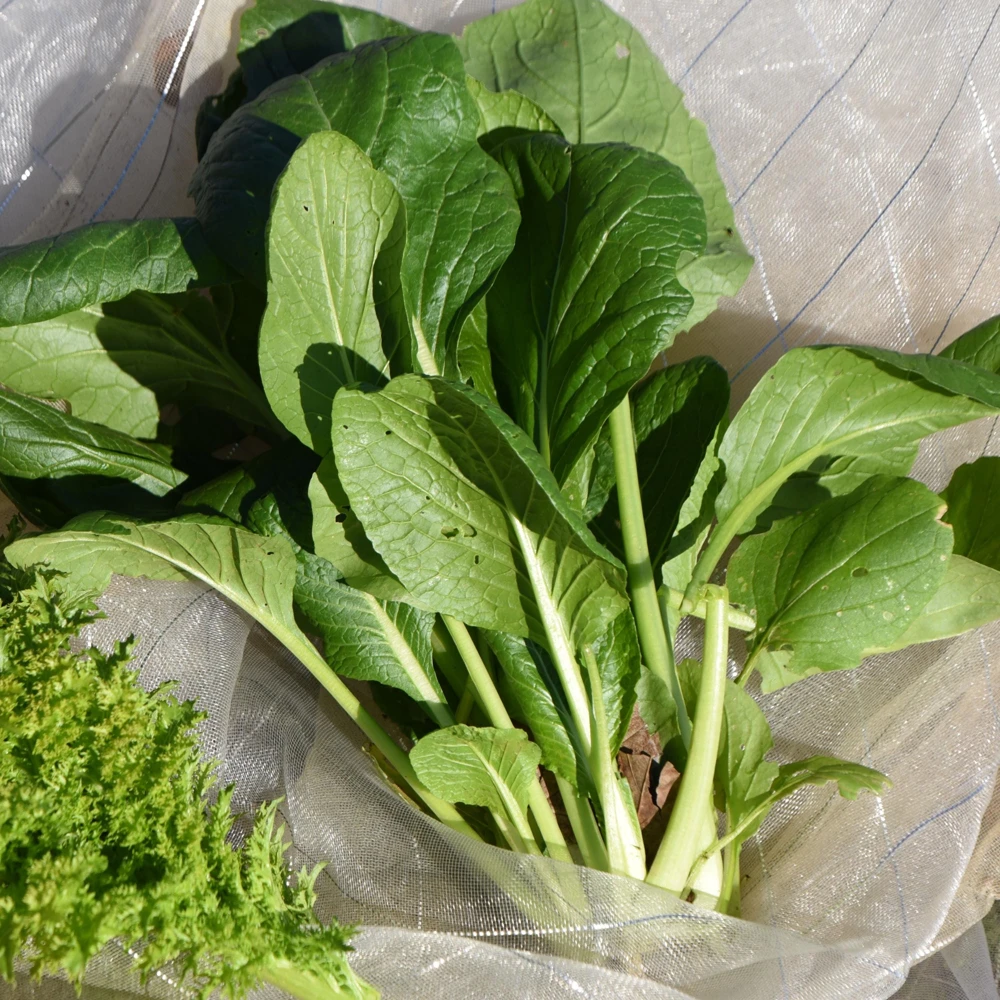 Japanese Komatsuna Seeds - Mustard Spinach - 5 Seeds - Easy Grow Asian Leafy Vegetable - Image 9