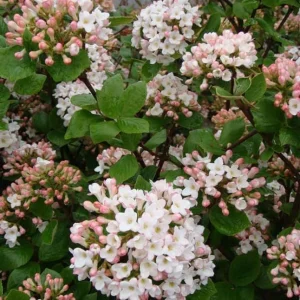 Judd Viburnum Live Plant, 6-12 Inch Tall, 2.5 Inch Pot, Fragrant Outdoor Shrub - Image 2