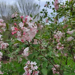 Judd Viburnum Live Plant, 6-12 Inch Tall, 2.5 Inch Pot, Fragrant Outdoor Shrub - Image 4