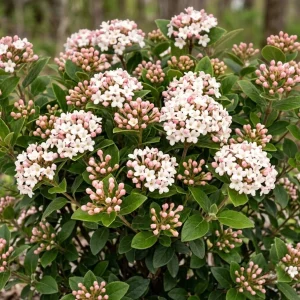 Judd Viburnum Live Plant, 6-12 Inch Tall, 2.5 Inch Pot, Fragrant Outdoor Shrub - Image 6