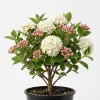 Judd Viburnum Live Plant, 6-12 Inch Tall, 2.5 Inch Pot, Fragrant Outdoor Shrub - Image 1