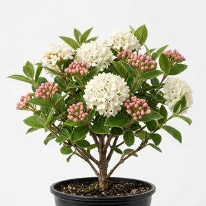 Judd Viburnum Live Plant, 6-12 Inch Tall, 2.5 Inch Pot, Fragrant Outdoor Shrub - Image 1