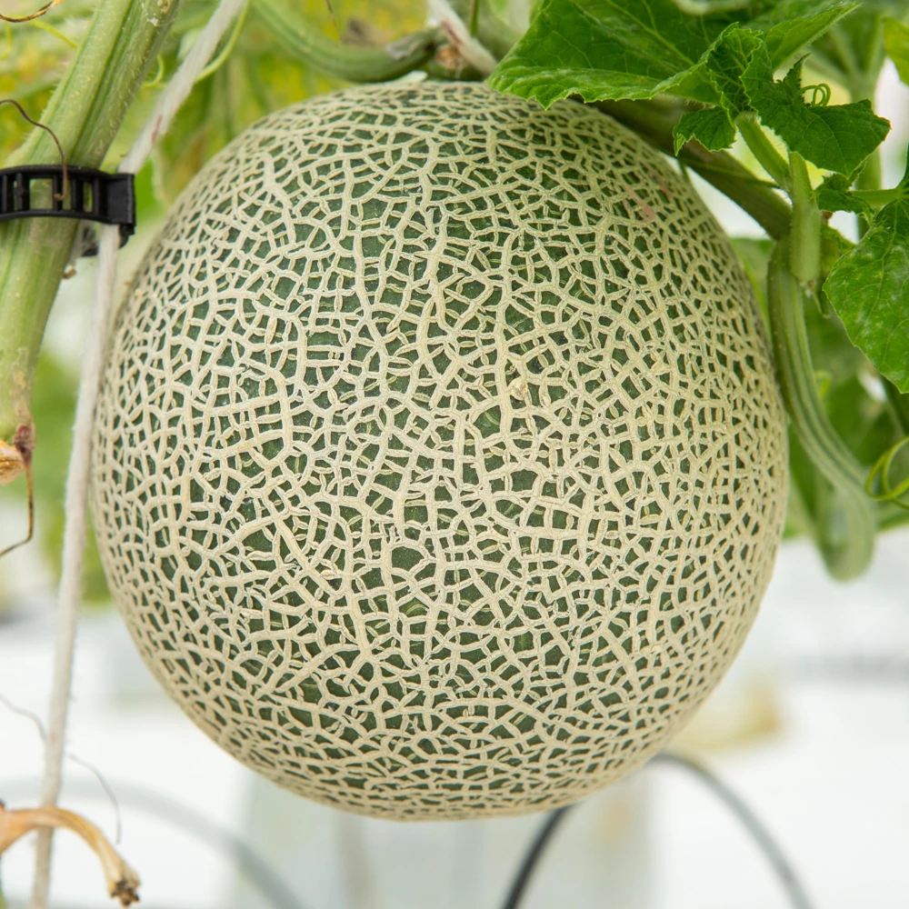 Jumbo Cantaloupe Seeds - Heirloom Muskmelon Rockmelon, High Yield, 30 Seeds - Image 10