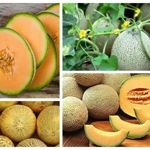 Jumbo Cantaloupe Seeds - Heirloom Muskmelon Rockmelon, High Yield, 30 Seeds - Image 11